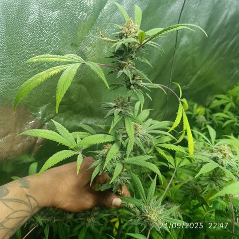Purple punch EJDM #2 growlog timeline photo
