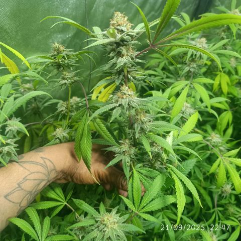 Purple punch EJDM #2 growlog timeline photo