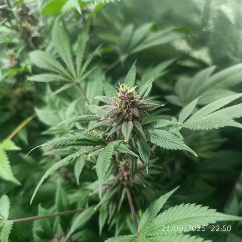Purple punch EJDM #2 growlog timeline photo