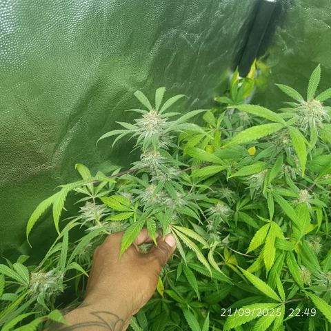 Purple punch EJDM #2 growlog timeline photo
