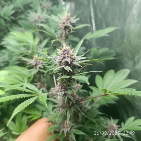 Purple punch EJDM #2 growlog timeline photo