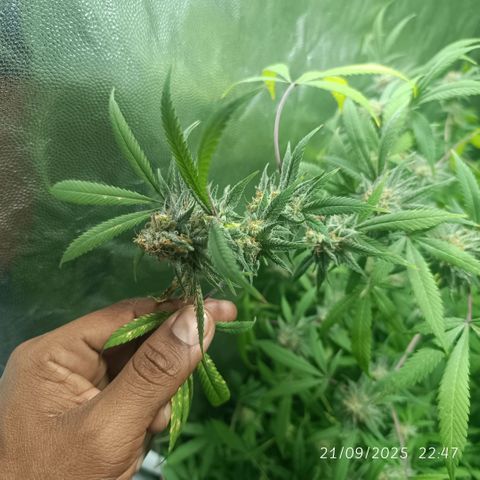 Purple punch EJDM #2 growlog timeline photo