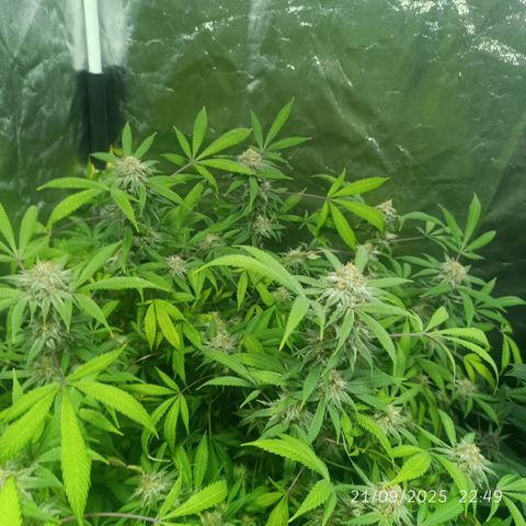 Purple punch EJDM #2 growlog timeline photo