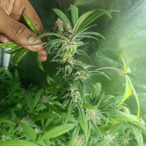 Purple punch EJDM #2 growlog timeline photo