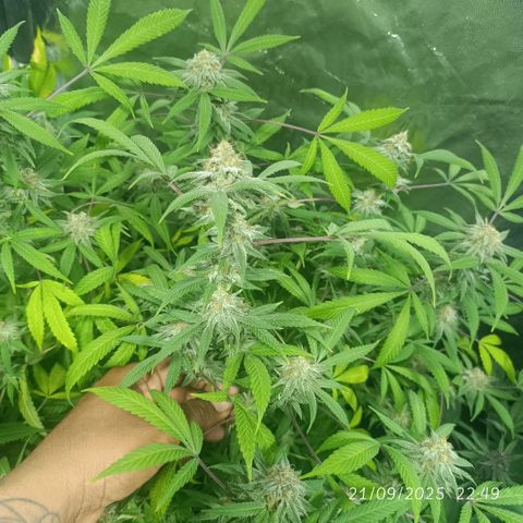 Purple punch EJDM #2 growlog timeline photo