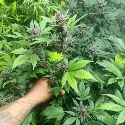 Purple punch EJDM #2 growlog timeline photo