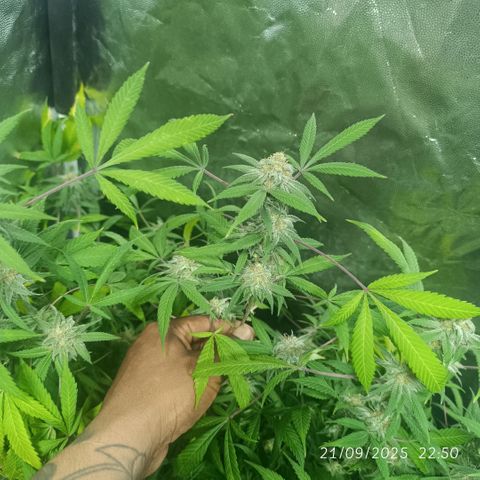Purple punch EJDM #2 growlog timeline photo