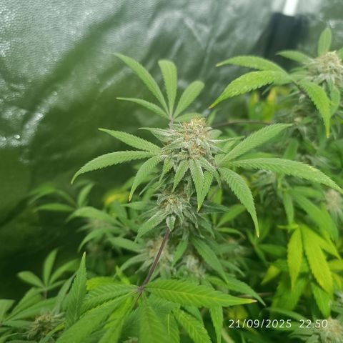 Purple punch EJDM #2 growlog timeline photo