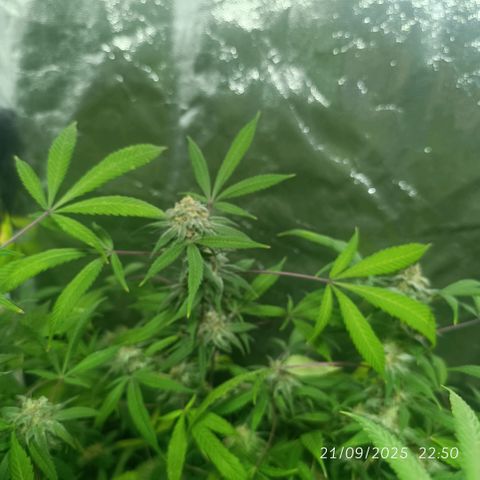 Purple punch EJDM #2 growlog timeline photo