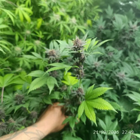 Purple punch EJDM #2 growlog timeline photo