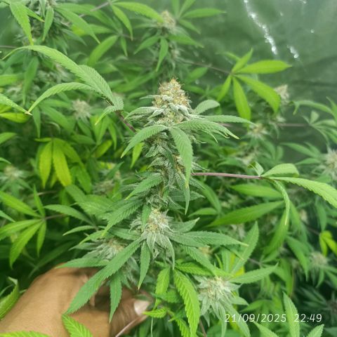 Purple punch EJDM #2 growlog timeline photo
