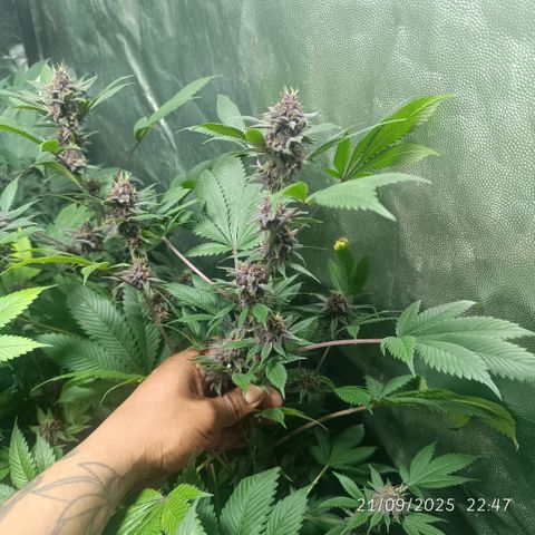 Purple punch EJDM #2 growlog timeline photo