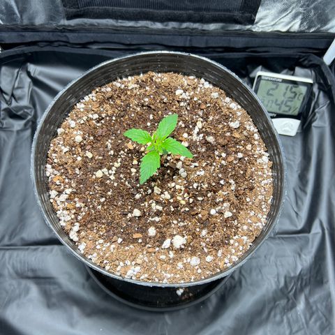 Buddha Skunk #1 growlog timeline photo