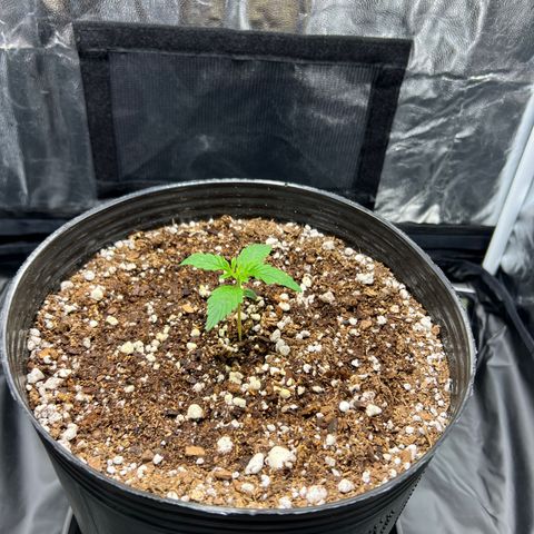 Buddha Skunk #1 growlog timeline photo