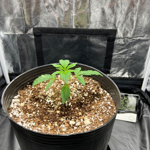 Buddha Skunk #1 growlog timeline photo