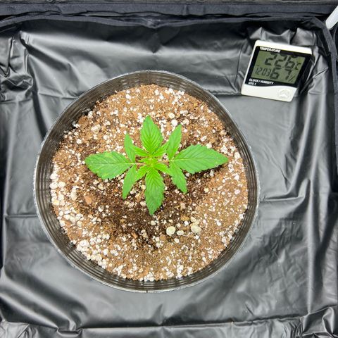 Buddha Skunk #1 growlog timeline photo
