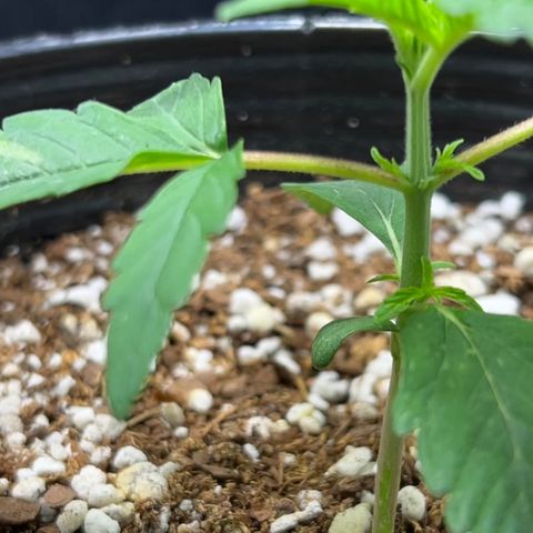 Buddha Skunk #1 growlog timeline photo