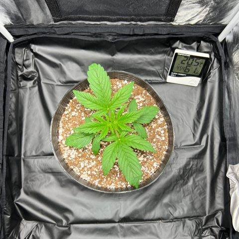 Buddha Skunk #1 growlog timeline photo