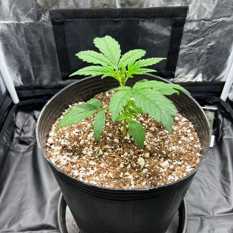 Buddha Skunk #1 growlog timeline photo