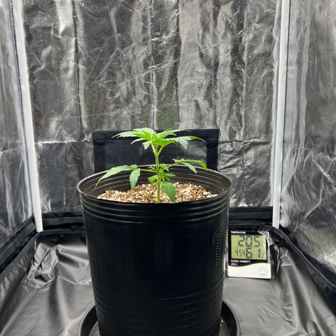Buddha Skunk #1 growlog timeline photo