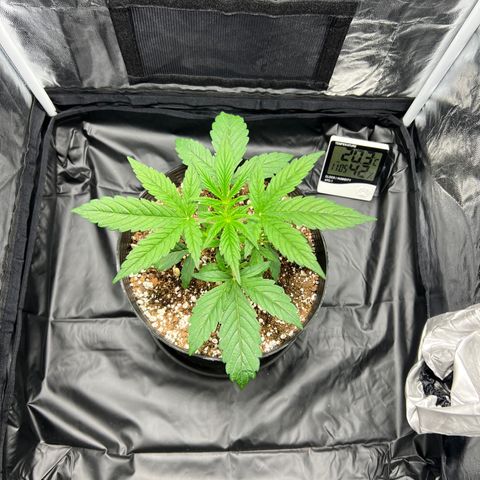 Buddha Skunk #1 growlog photo: LST 