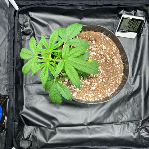 Buddha Skunk #1 growlog photo: LST 