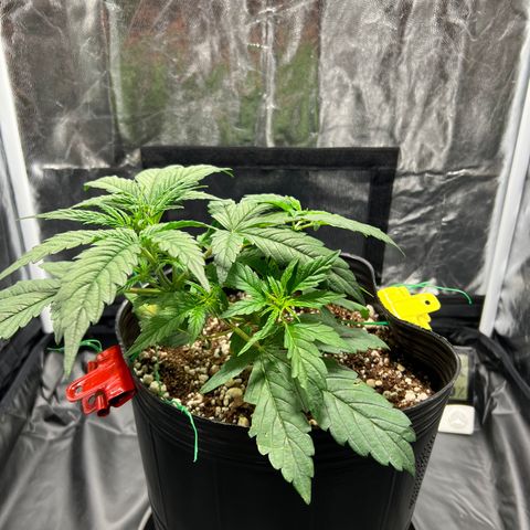 Buddha Skunk #1 growlog timeline photo