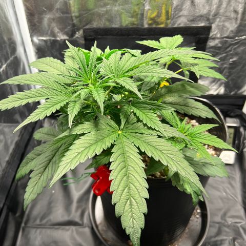 Buddha Skunk #1 growlog timeline photo