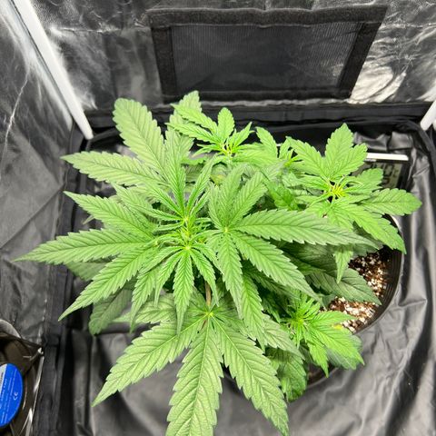 Buddha Skunk #1 growlog timeline photo