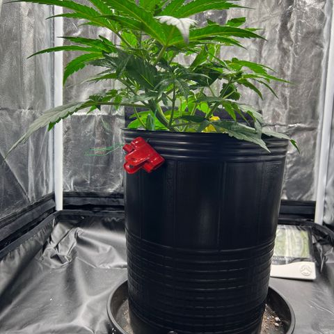 Buddha Skunk #1 growlog timeline photo