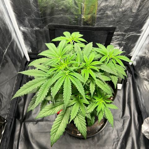 Buddha Skunk #1 growlog timeline photo