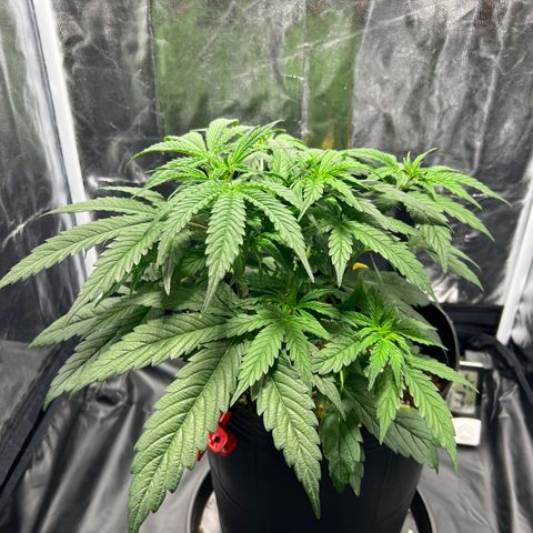 Buddha Skunk #1 growlog timeline photo