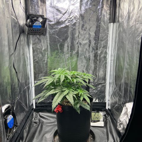 Buddha Skunk #1 growlog timeline photo