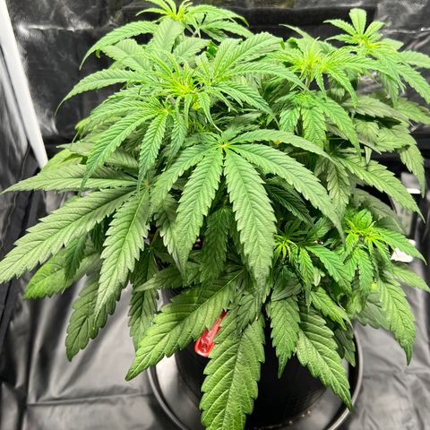 Buddha Skunk #1 growlog timeline photo
