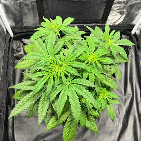 Buddha Skunk #1 growlog timeline photo