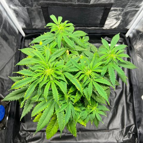 Buddha Skunk #1 growlog timeline photo