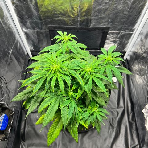 Buddha Skunk #1 growlog timeline photo