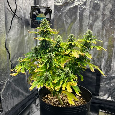 Buddha Skunk #1 growlog timeline photo