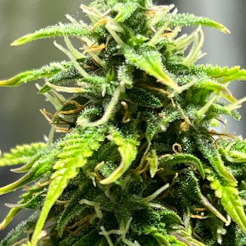 Buddha Skunk #1 growlog timeline photo