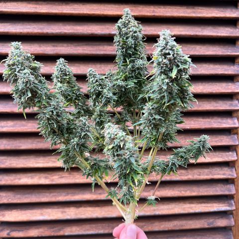 Buddha Skunk #1 growlog timeline photo