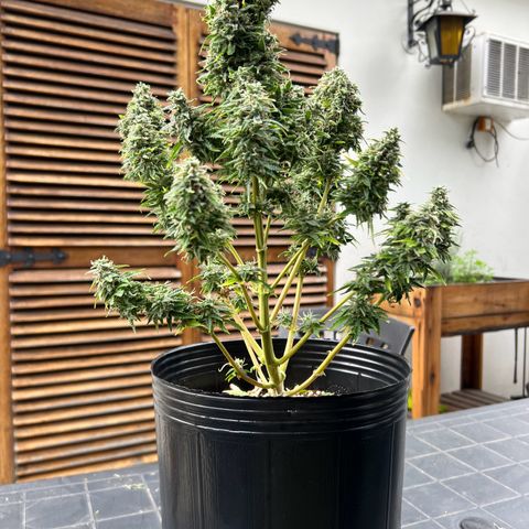 Buddha Skunk #1 growlog timeline photo