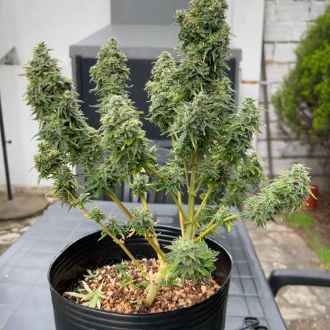Buddha Skunk #1 growlog timeline photo
