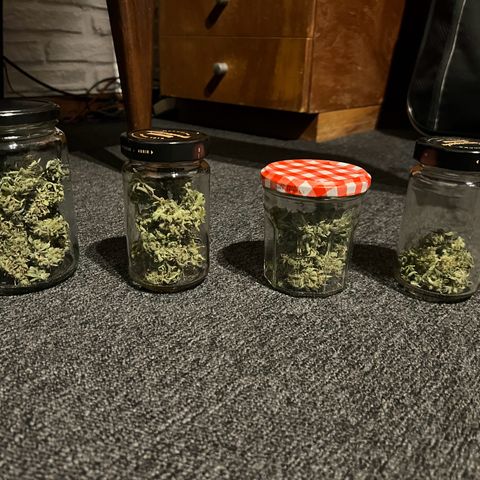 Buddha Skunk #1 growlog timeline photo