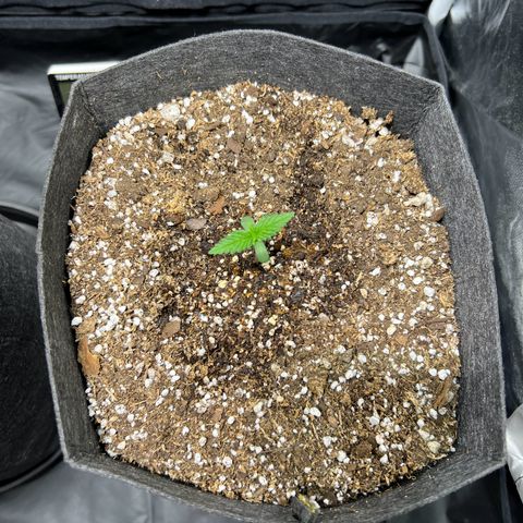 Cream Caramel #1 growlog timeline photo