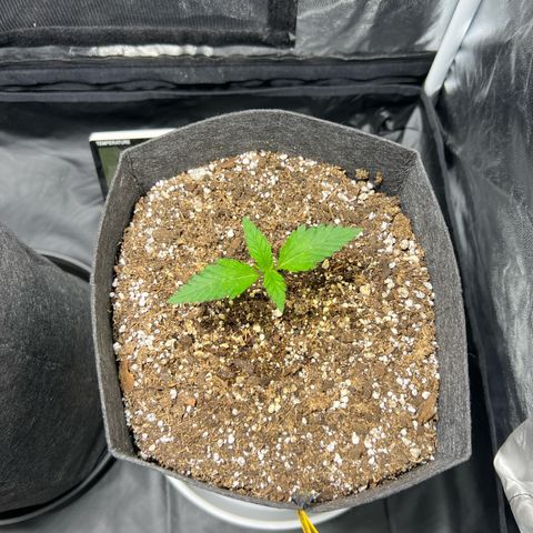 Cream Caramel #1 growlog timeline photo