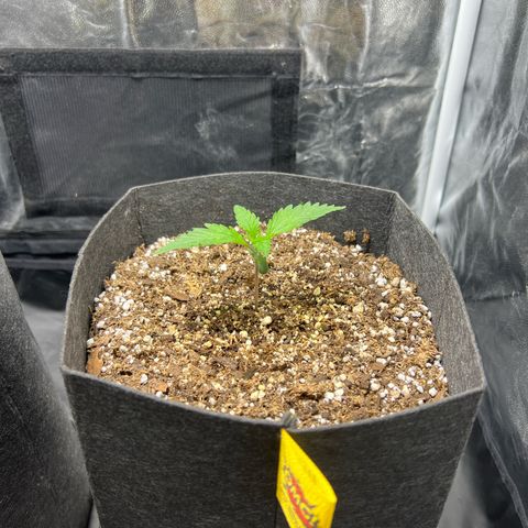 Cream Caramel #1 growlog timeline photo