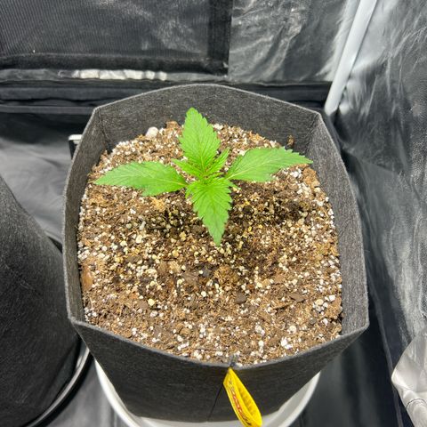 Cream Caramel #1 growlog timeline photo