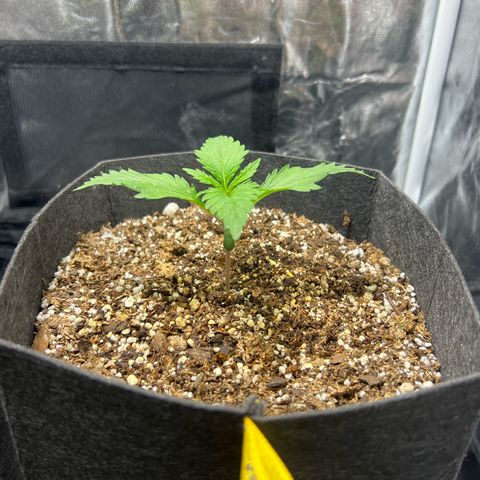 Cream Caramel #1 growlog timeline photo
