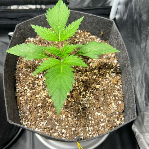 Cream Caramel #1 growlog timeline photo