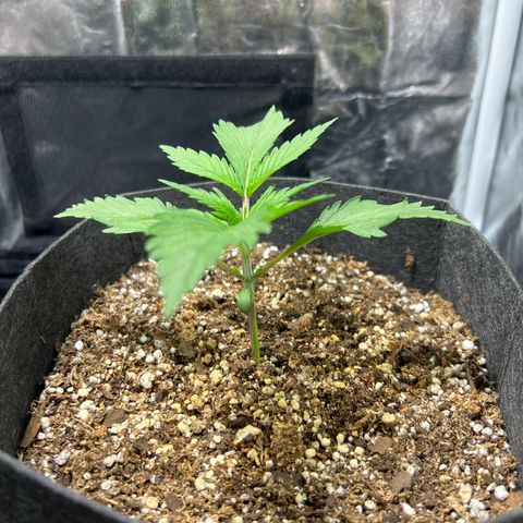 Cream Caramel #1 growlog timeline photo
